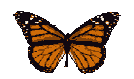 preview of Brown_Butterfly_Animated.gif