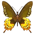 preview of Butterfly_Brown_Yellow.gif