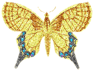 preview of Butterfly_Graphic_4.gif