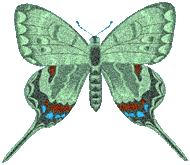preview of Butterfly_Graphic_5.gif