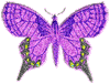 preview of Butterfly_Graphic_8.gif